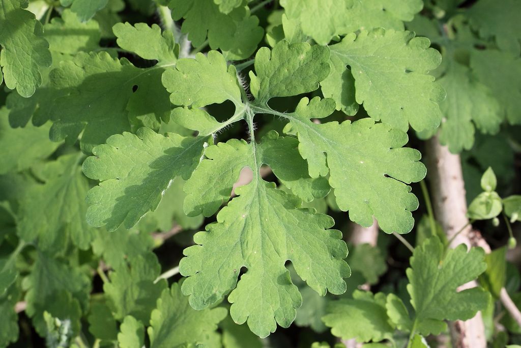 Chelidonium majus / Celidonia