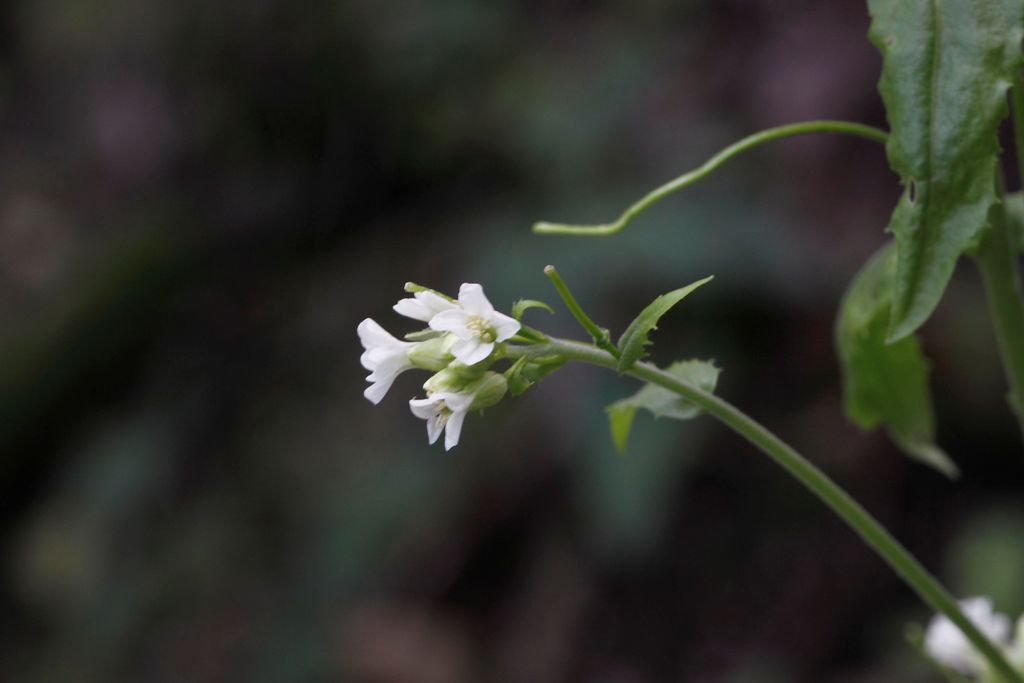 Arabis turrita L. / Arabetta maggiore