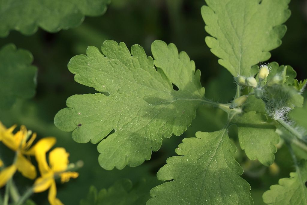 Chelidonium majus / Celidonia