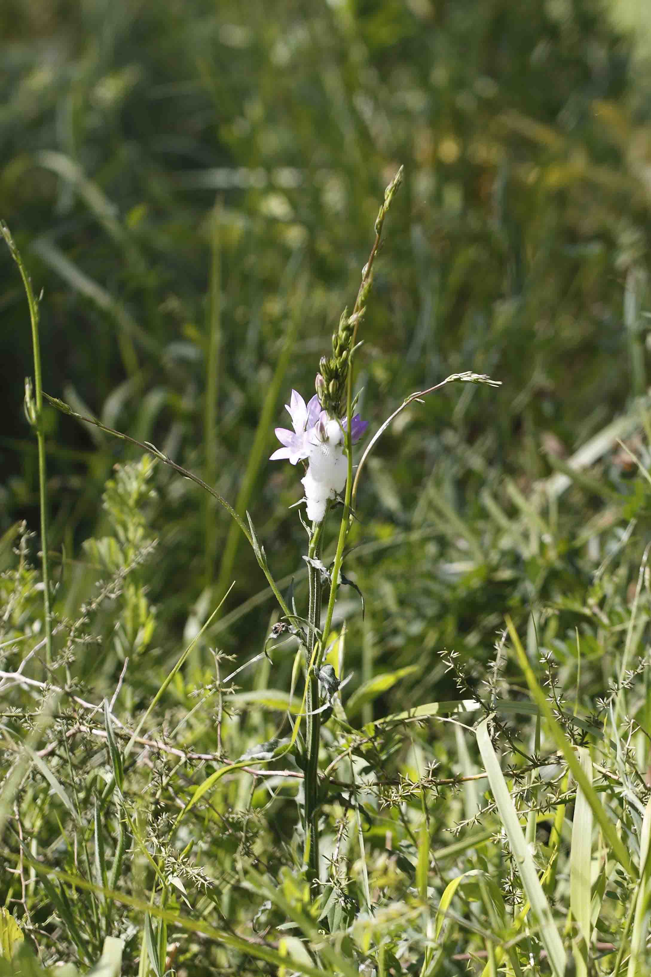 Campanula rapunculus