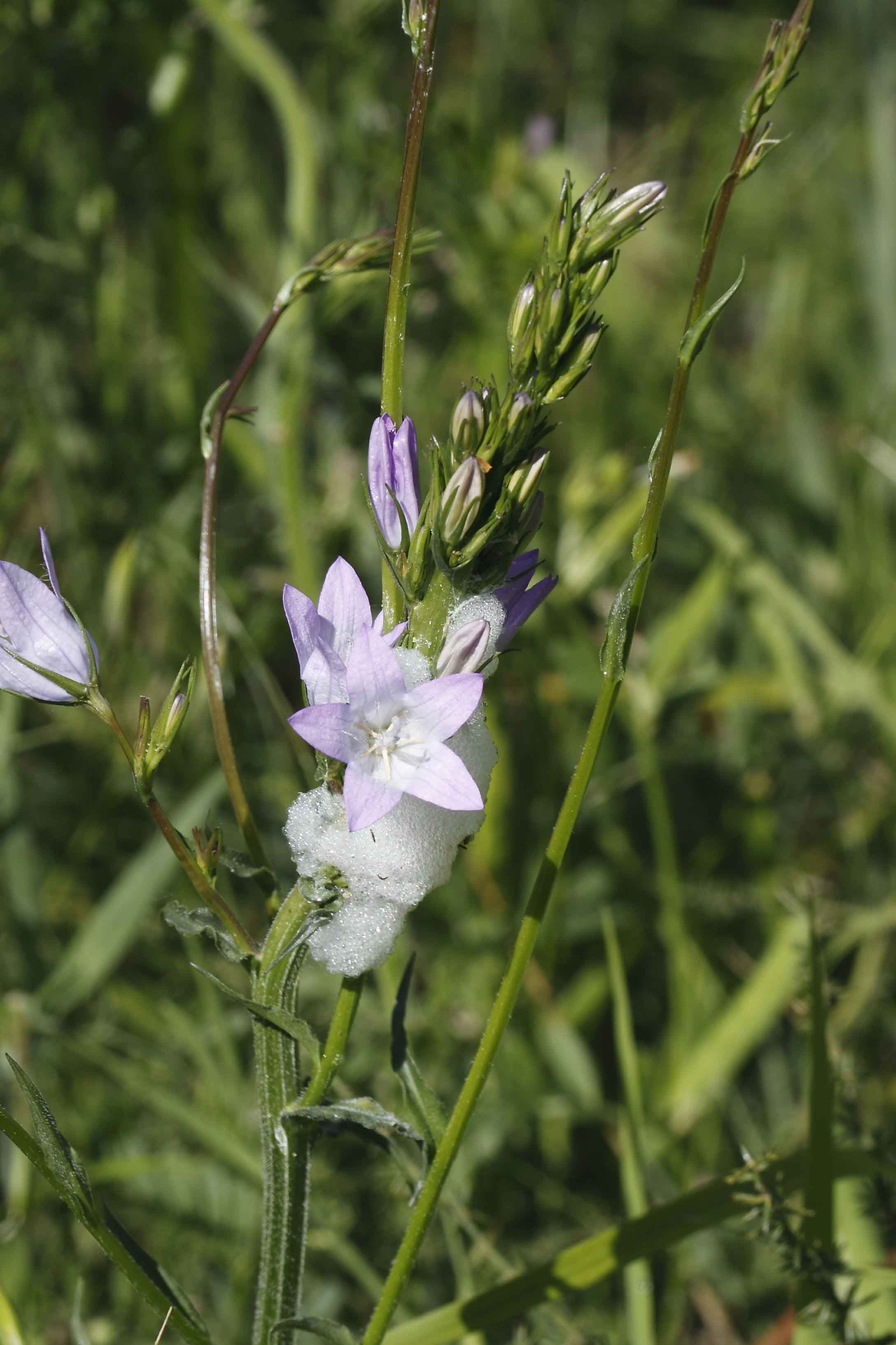 Campanula rapunculus