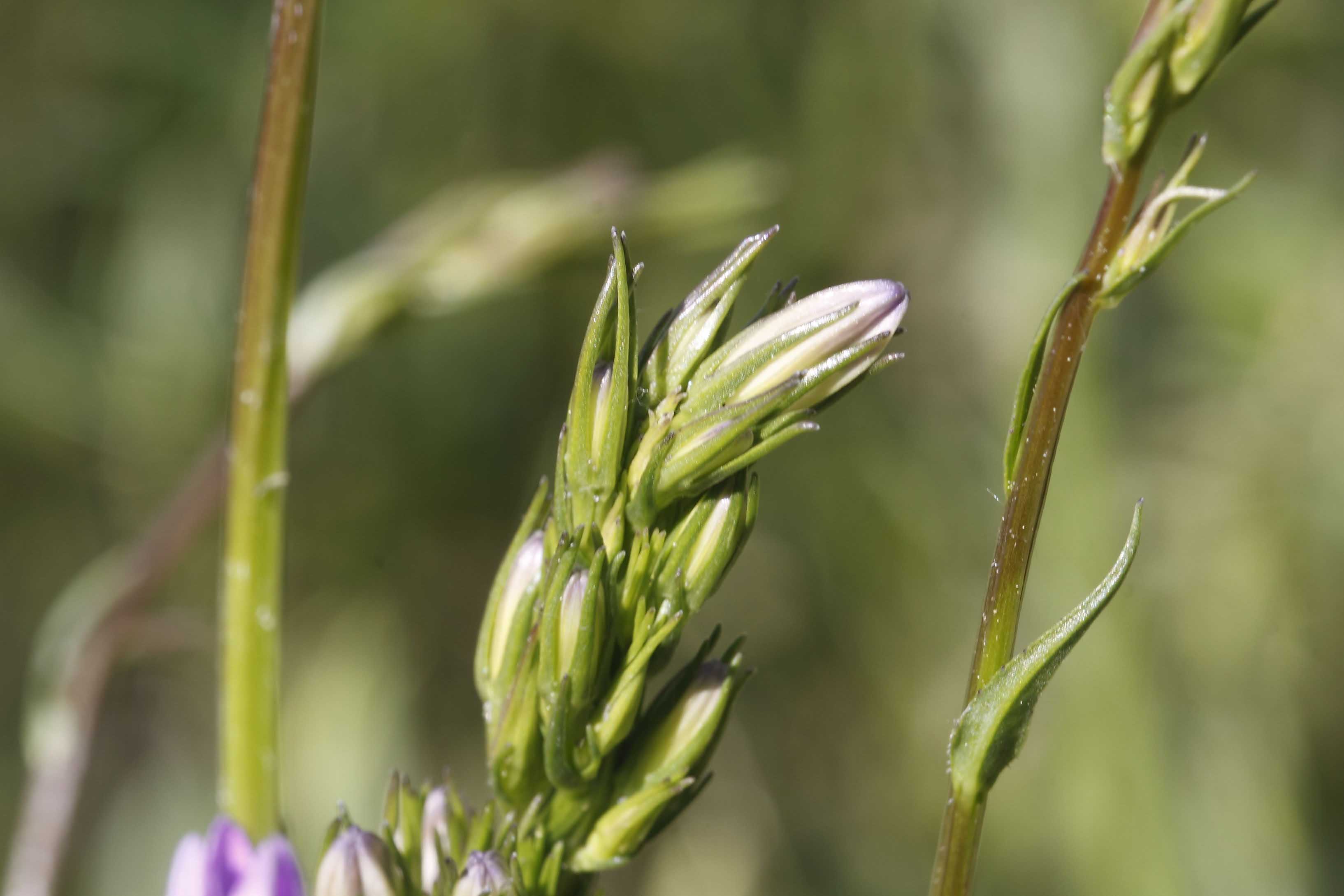 Campanula rapunculus