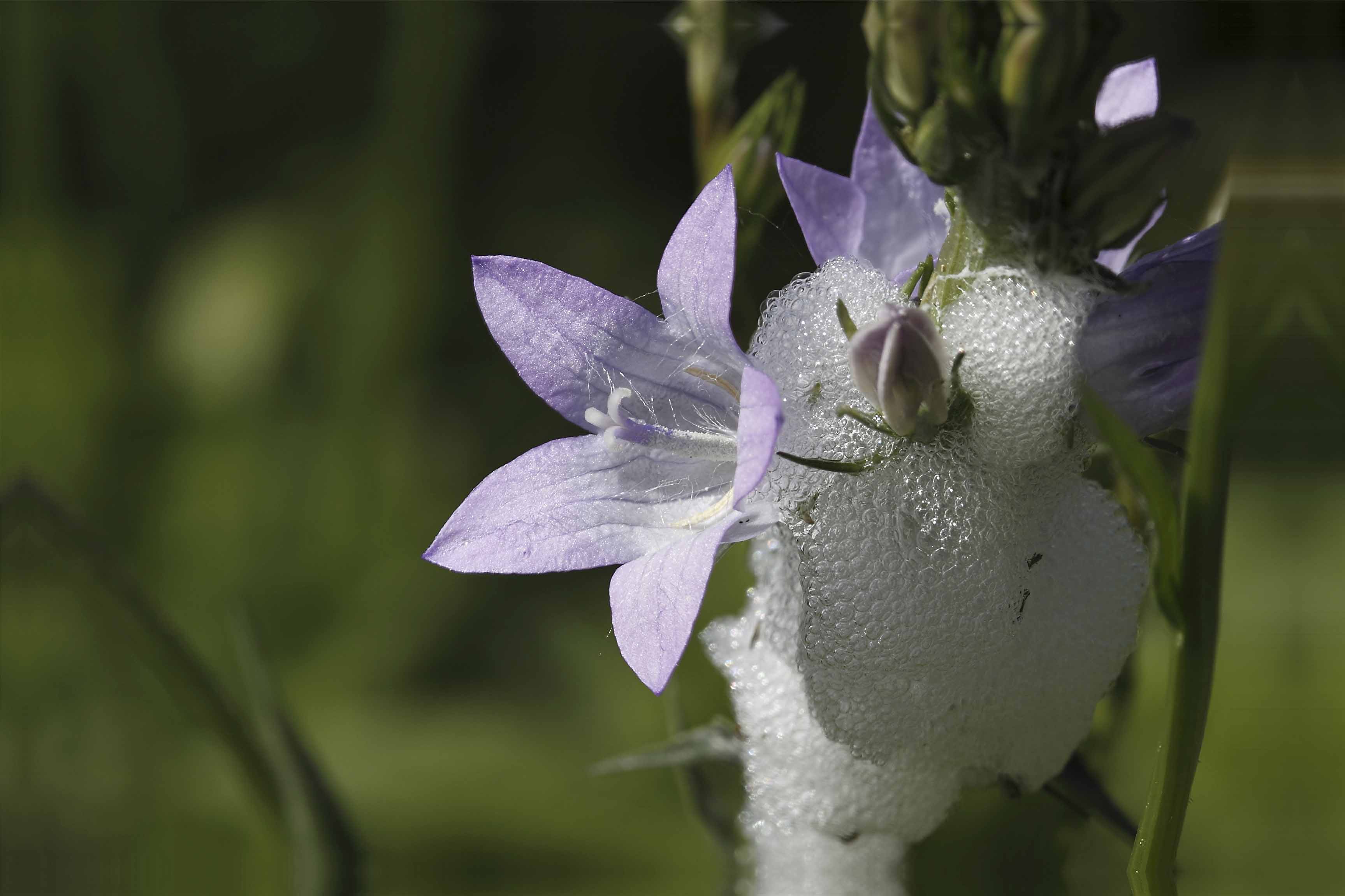 Campanula rapunculus