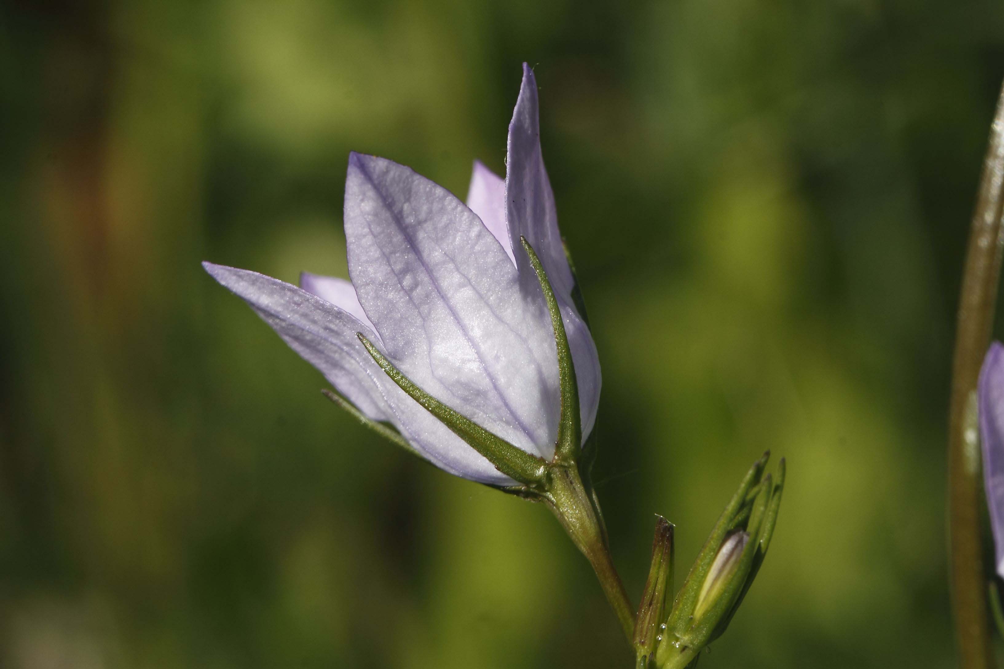 Campanula rapunculus