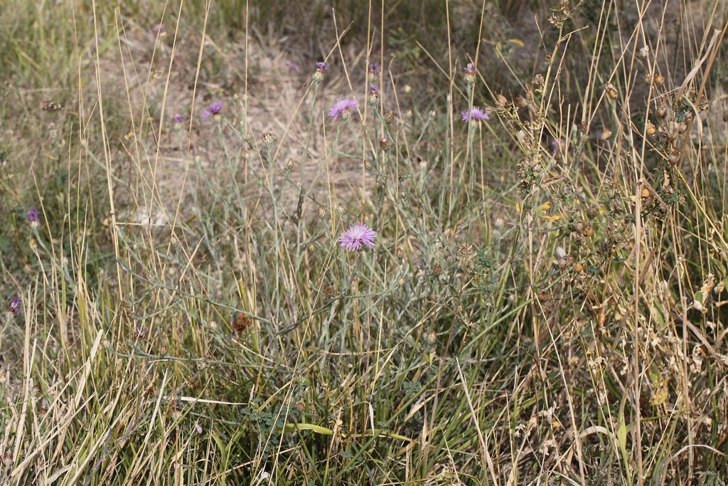 Centaurea da determinare