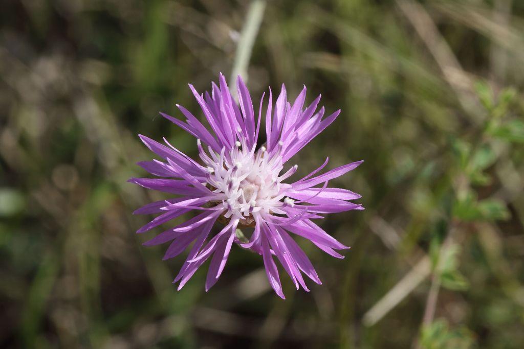 Centaurea da determinare