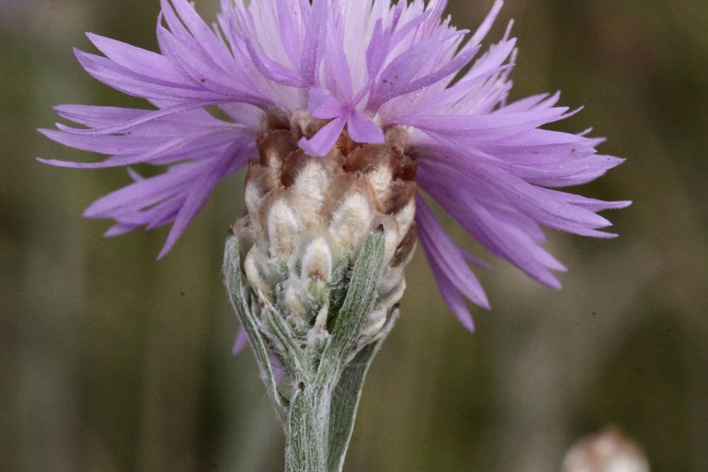 Centaurea da determinare