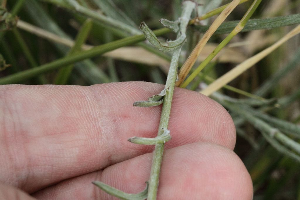 Centaurea da determinare