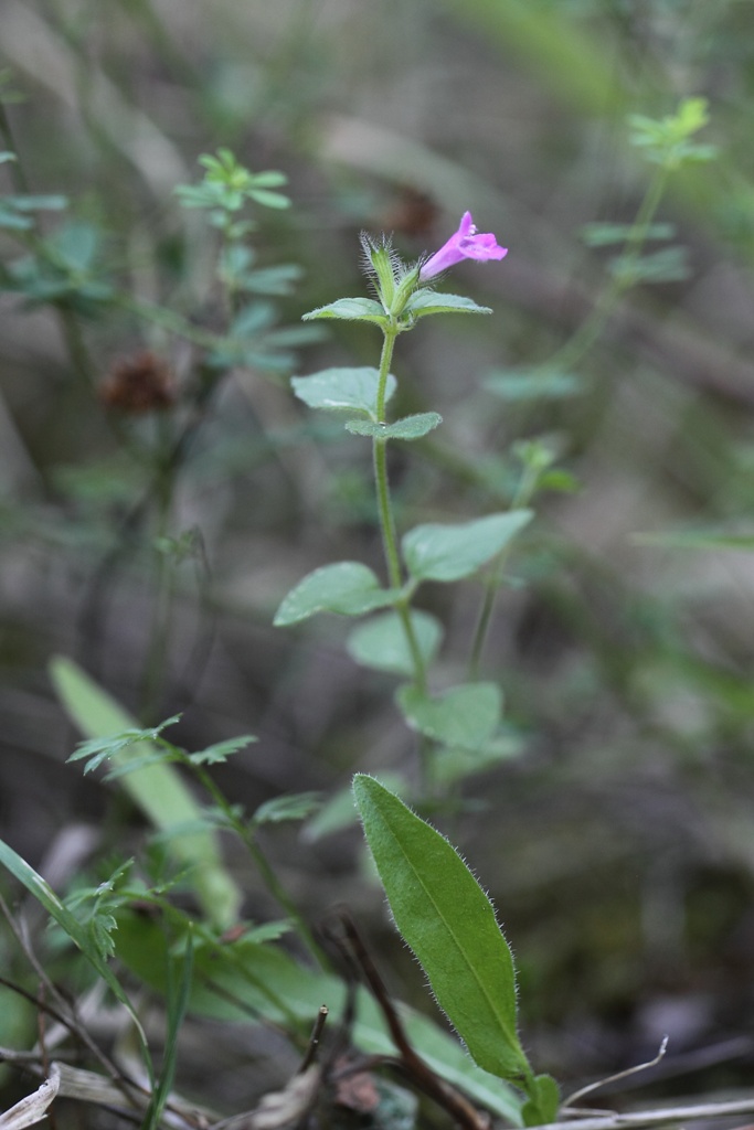 Labiata ...: Clinopodium vulgare