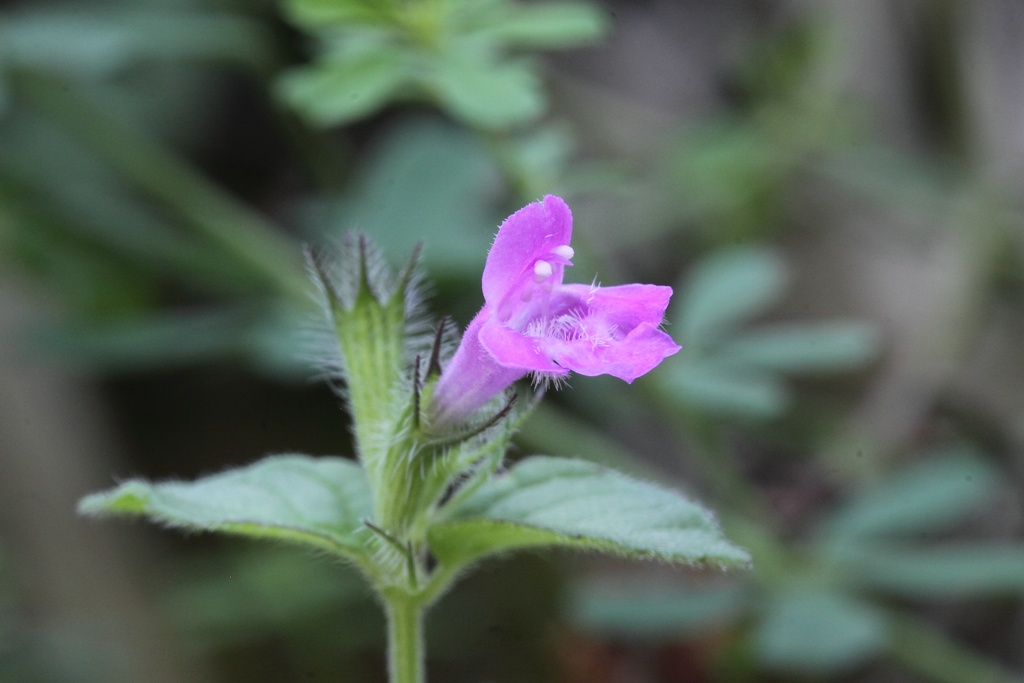 Labiata ...: Clinopodium vulgare