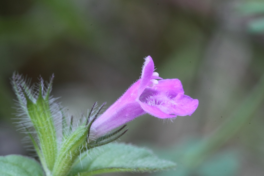 Labiata ...: Clinopodium vulgare