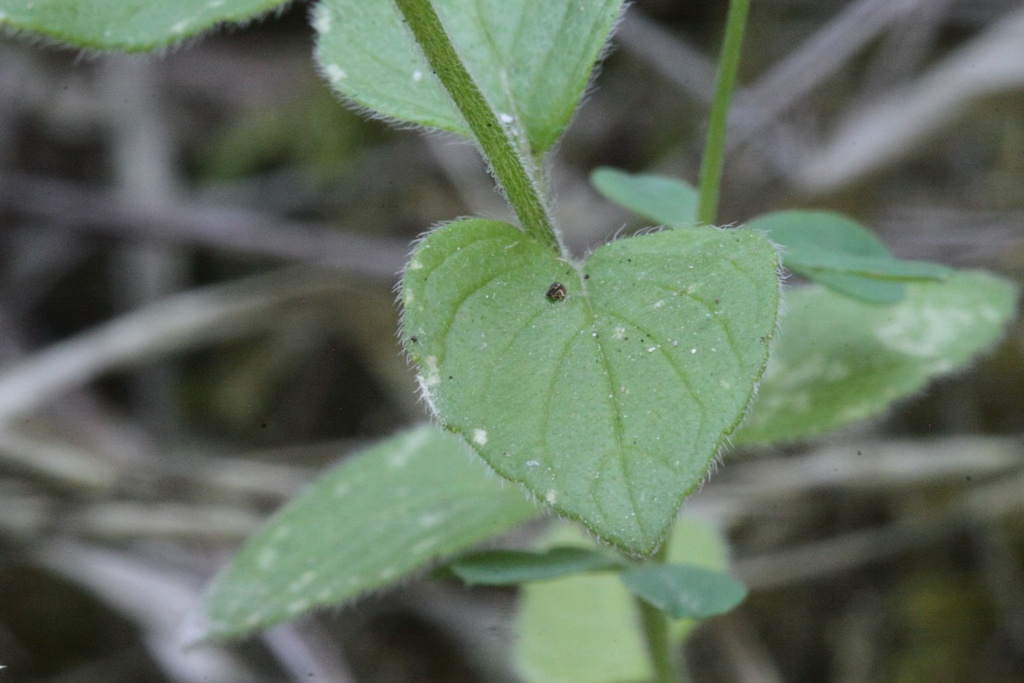 Labiata ...: Clinopodium vulgare