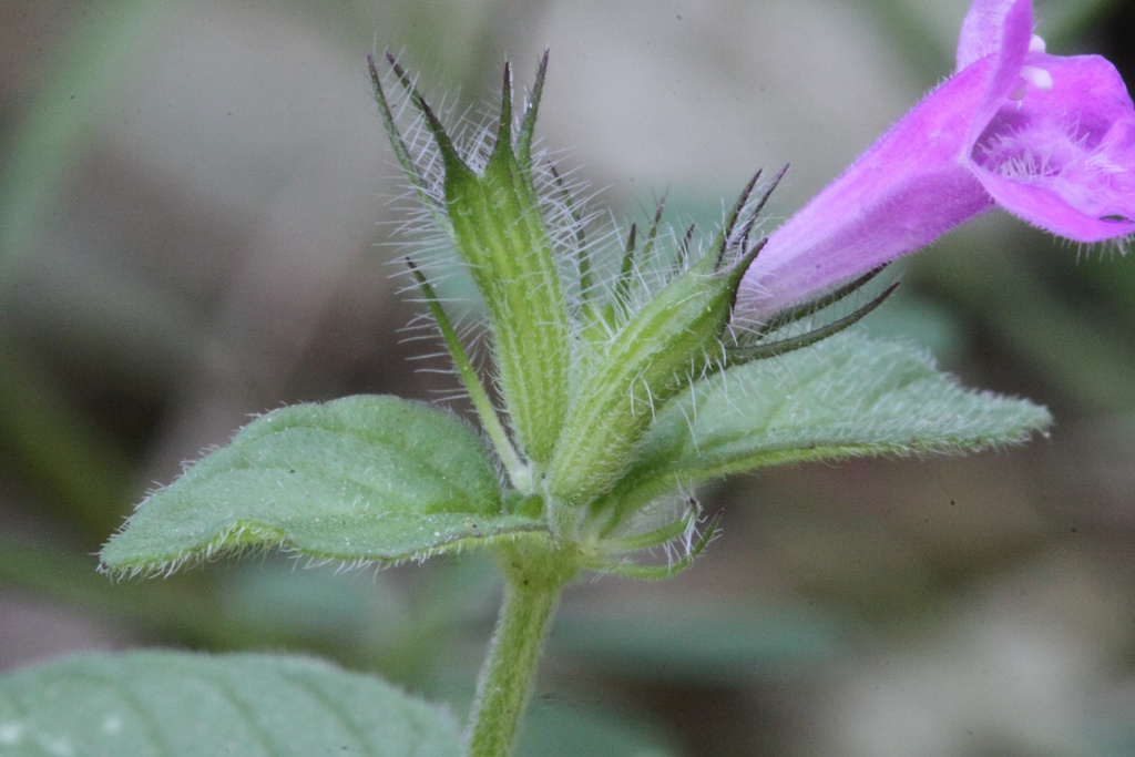 Labiata ...: Clinopodium vulgare