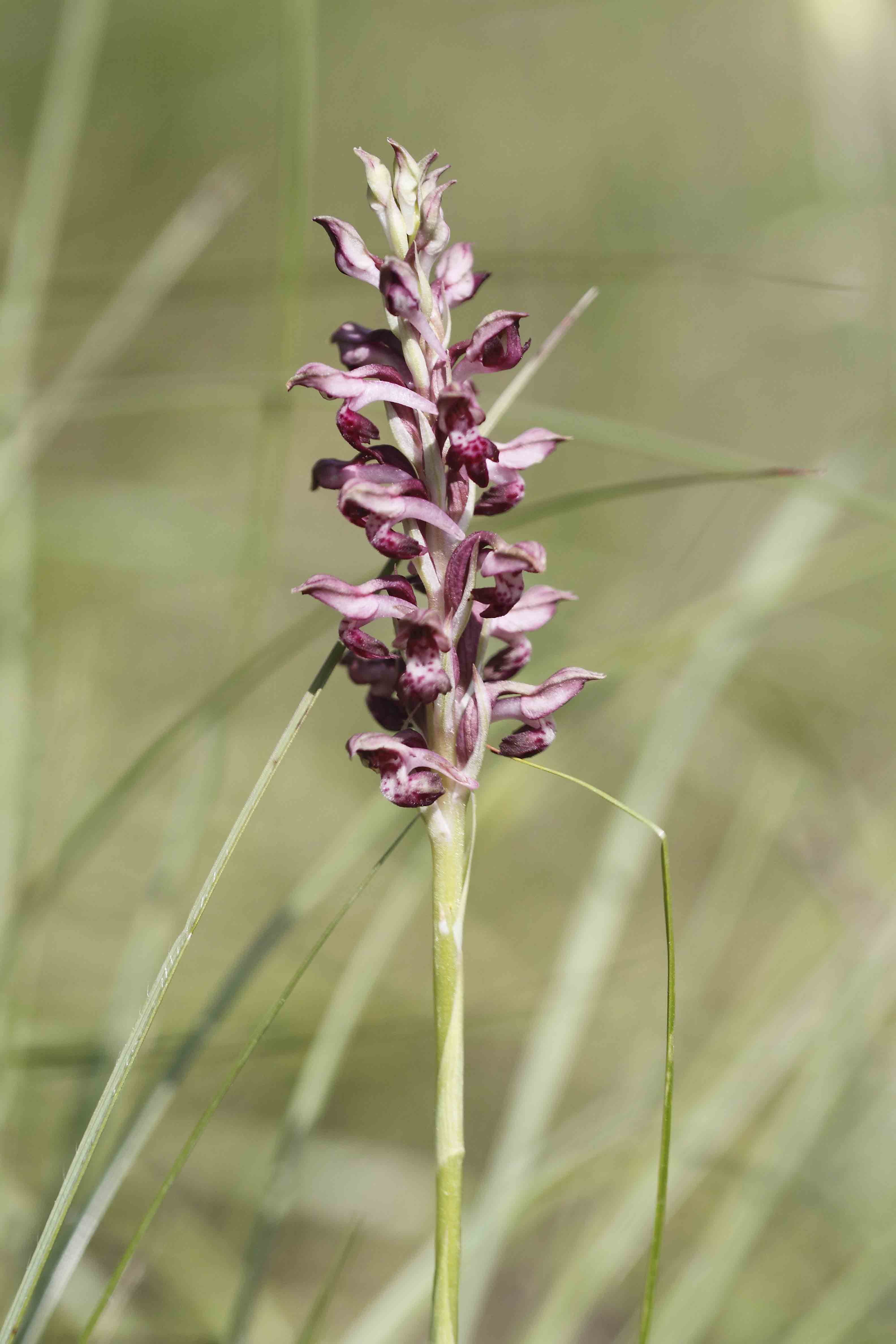 Anacamptis coriophora ..