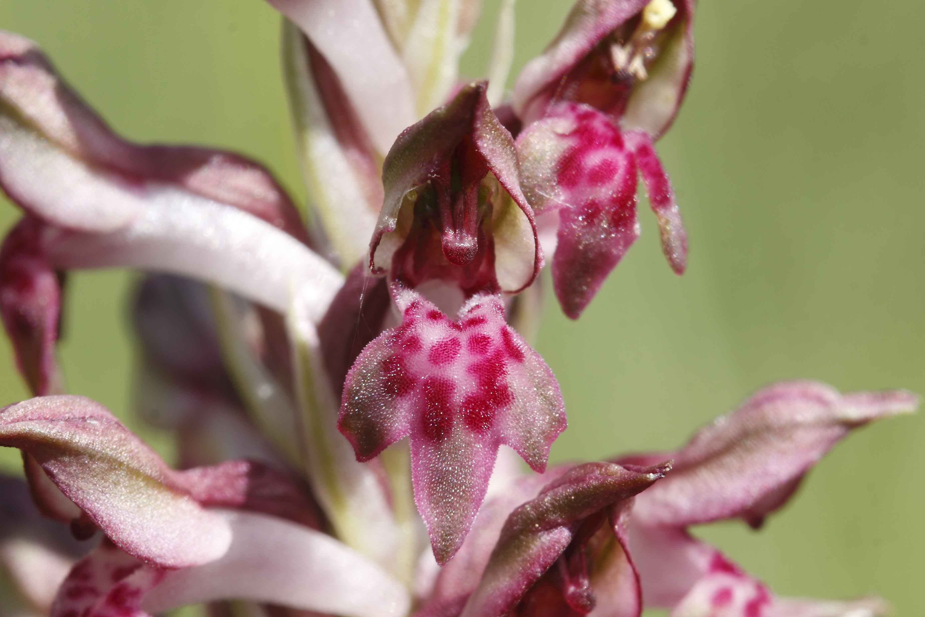 Anacamptis coriophora ..