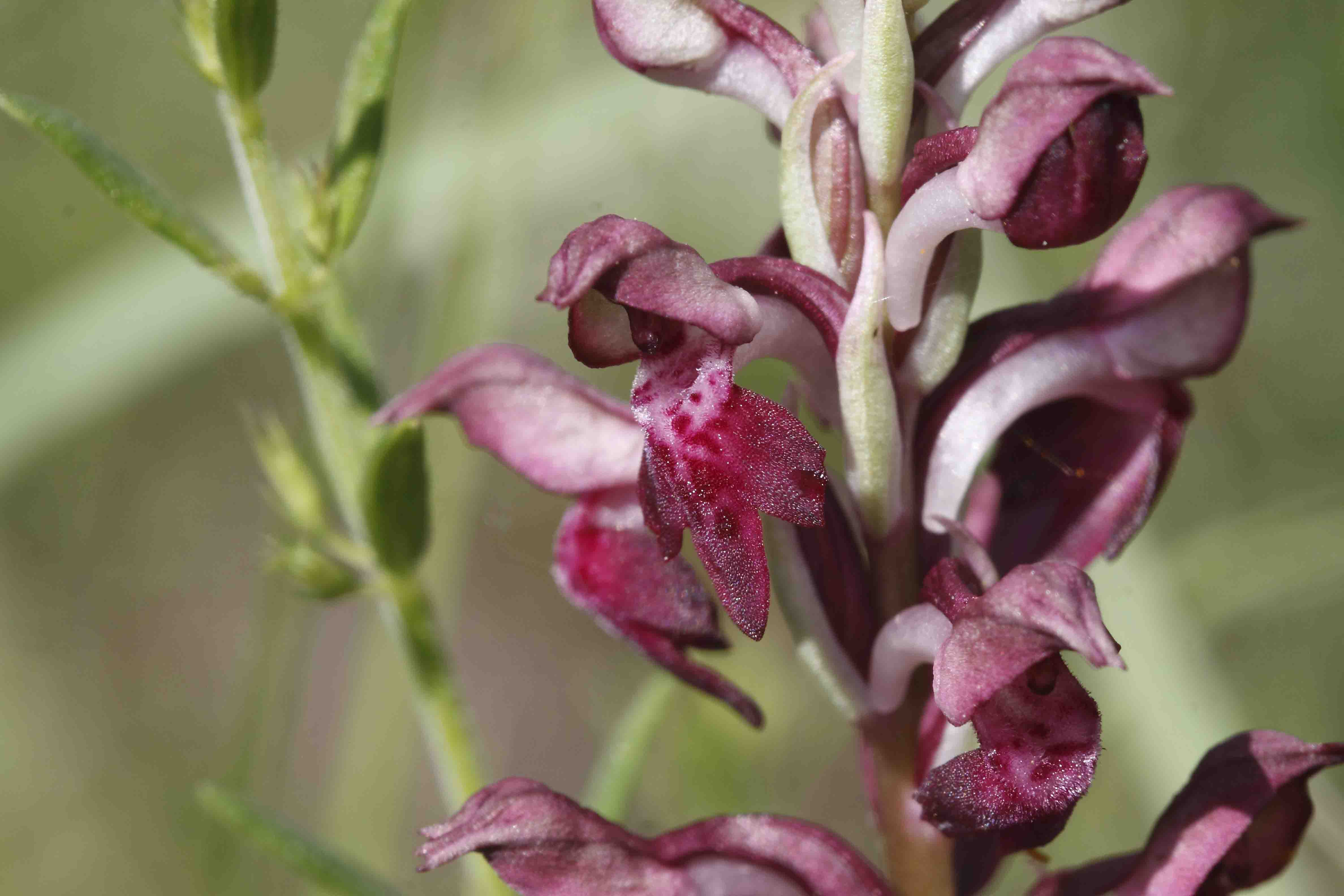 Anacamptis coriophora ..