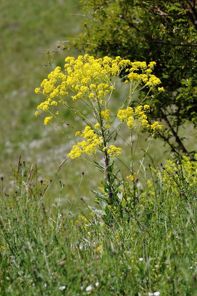 Isatis tinctoria / Glasto comune