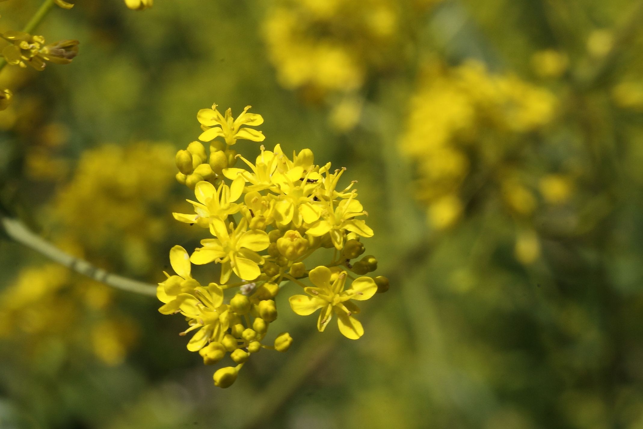 Isatis tinctoria / Glasto comune