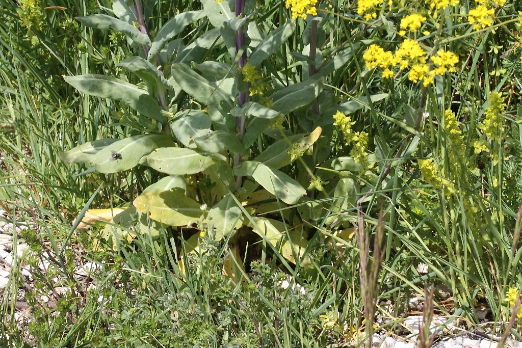 Isatis tinctoria / Glasto comune