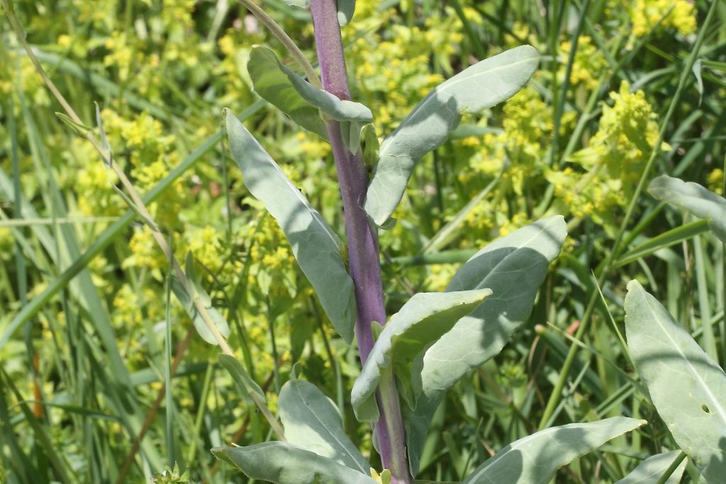 Isatis tinctoria / Glasto comune