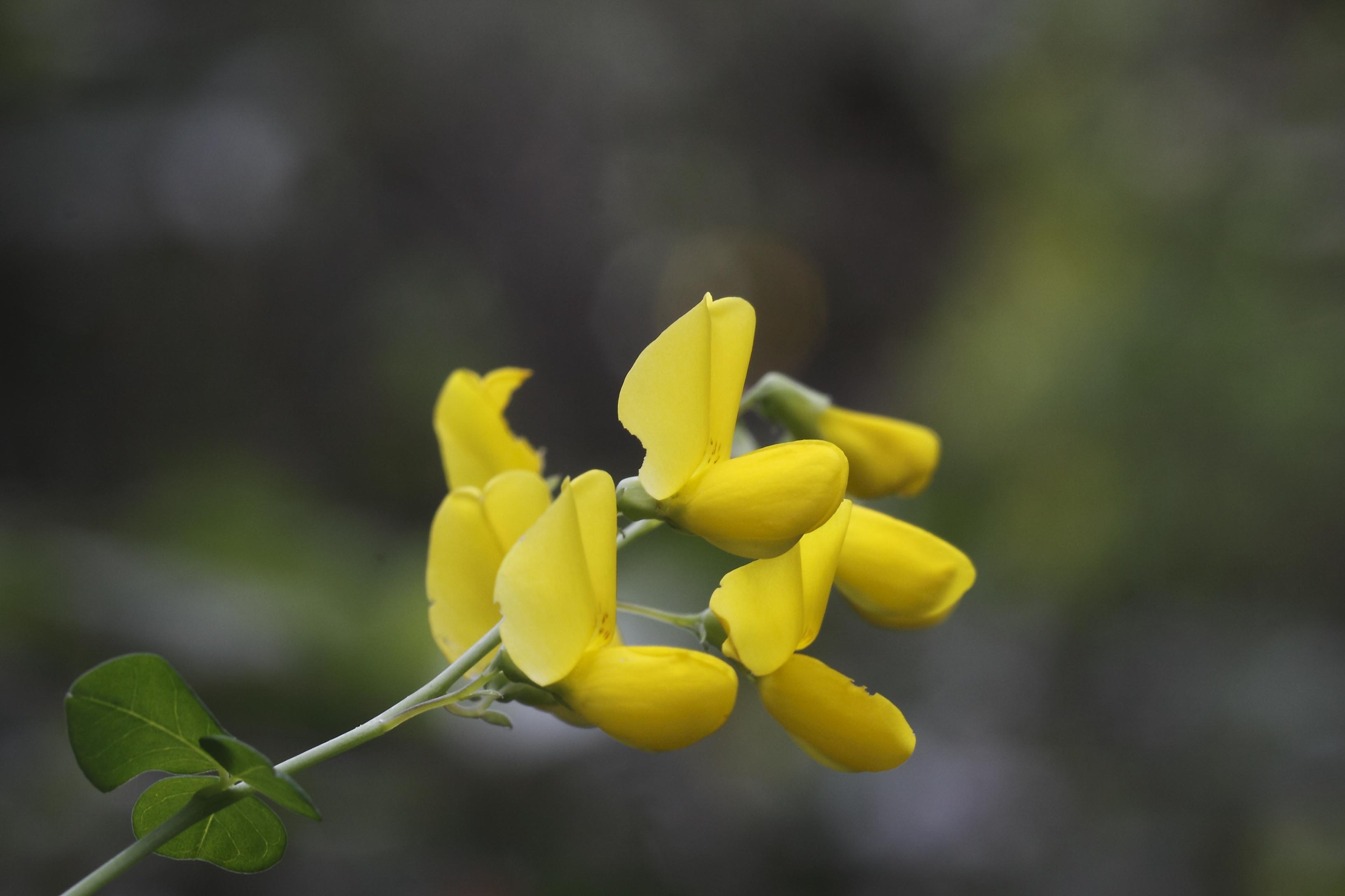 Fabacea : Cytisophyllum sessilifolium