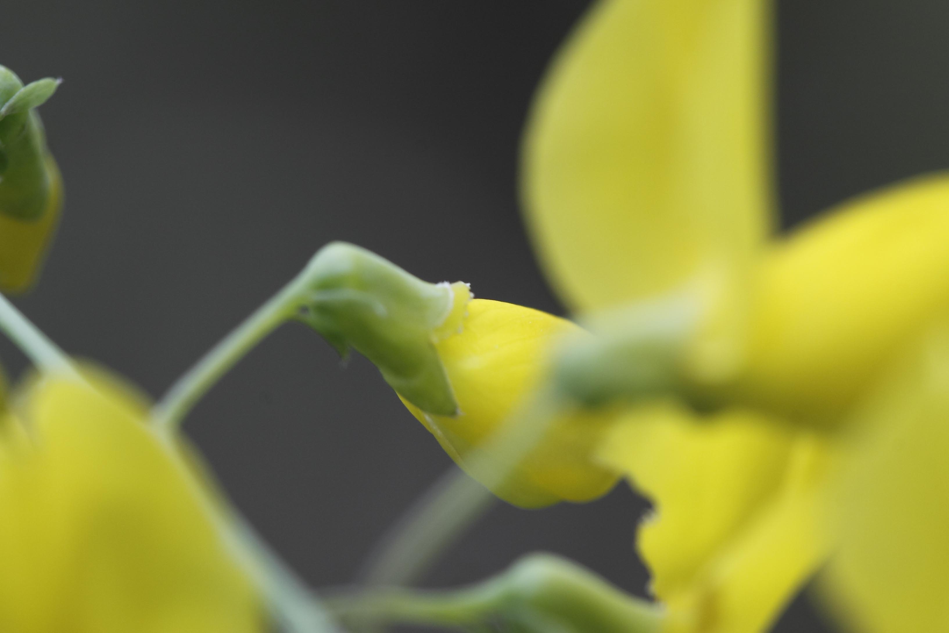 Fabacea : Cytisophyllum sessilifolium