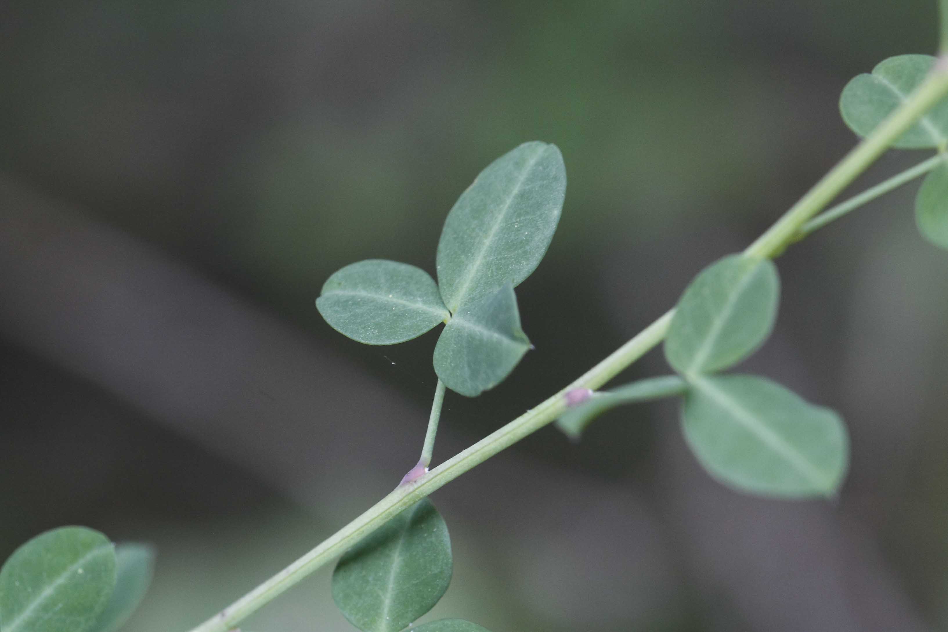 Fabacea : Cytisophyllum sessilifolium