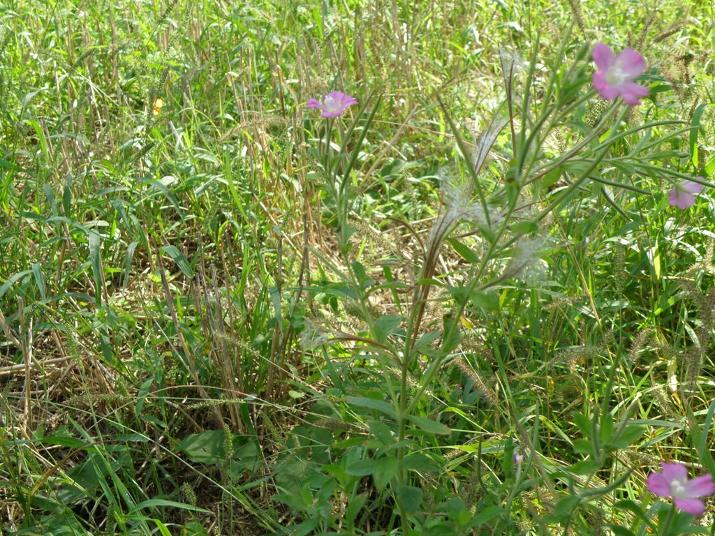 Epilobium hirsutum / Garofanino d''acqua