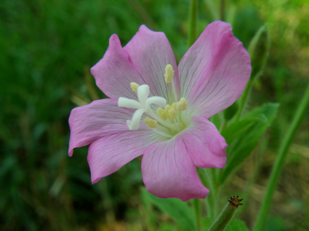 Epilobium hirsutum / Garofanino d''acqua