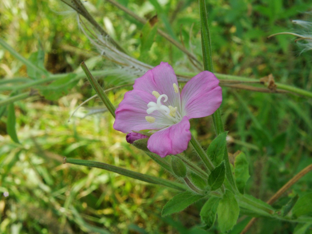 Epilobium hirsutum / Garofanino d''acqua