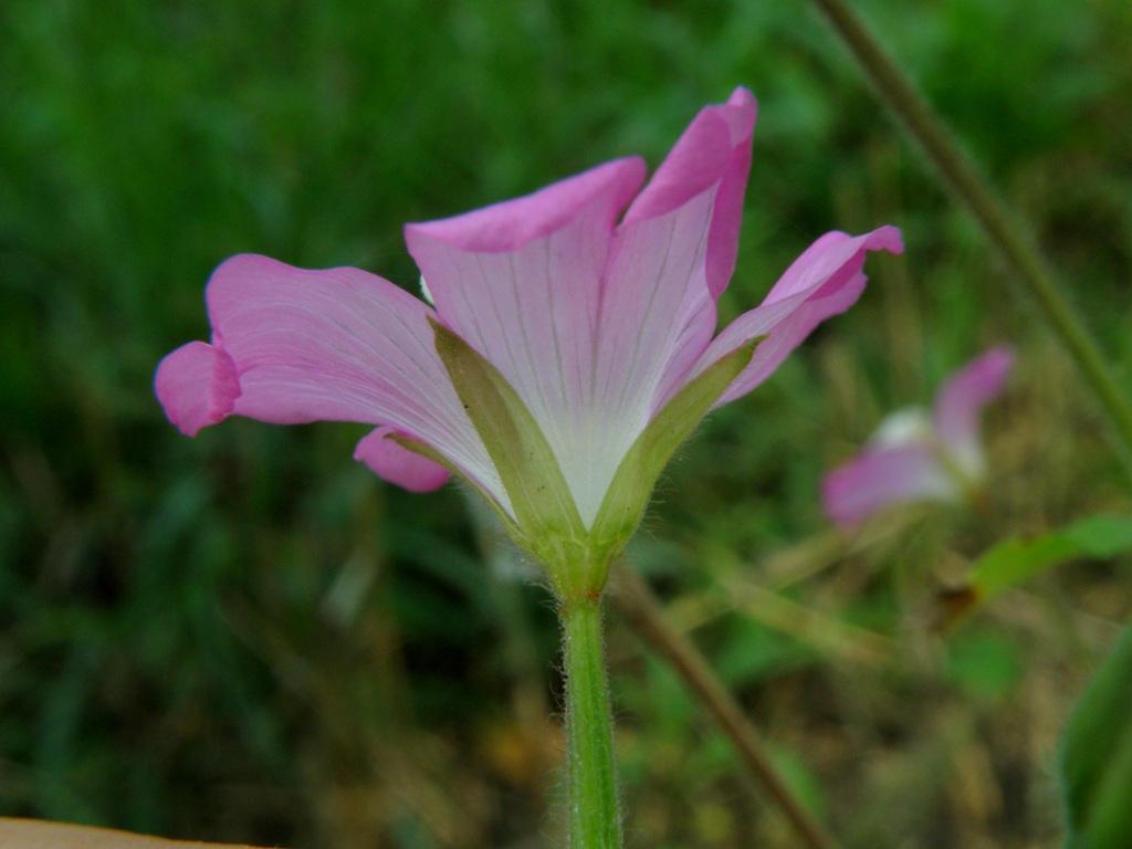 Epilobium hirsutum / Garofanino d''acqua