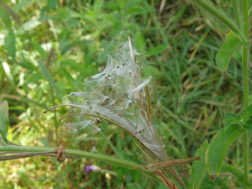 Epilobium hirsutum / Garofanino d''acqua