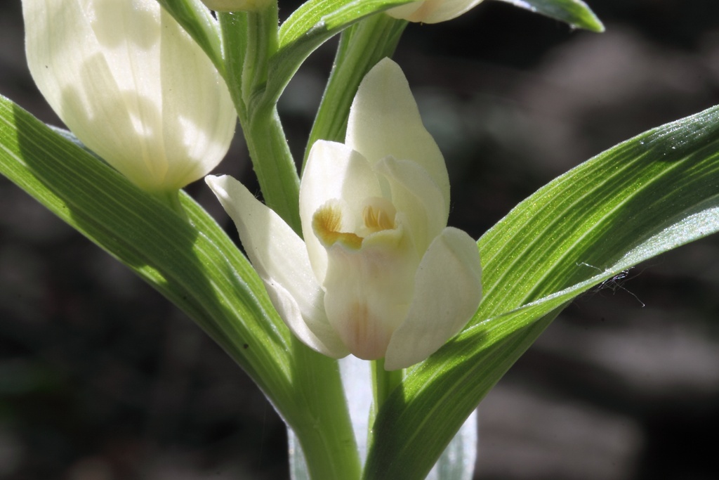 Cephalanthera