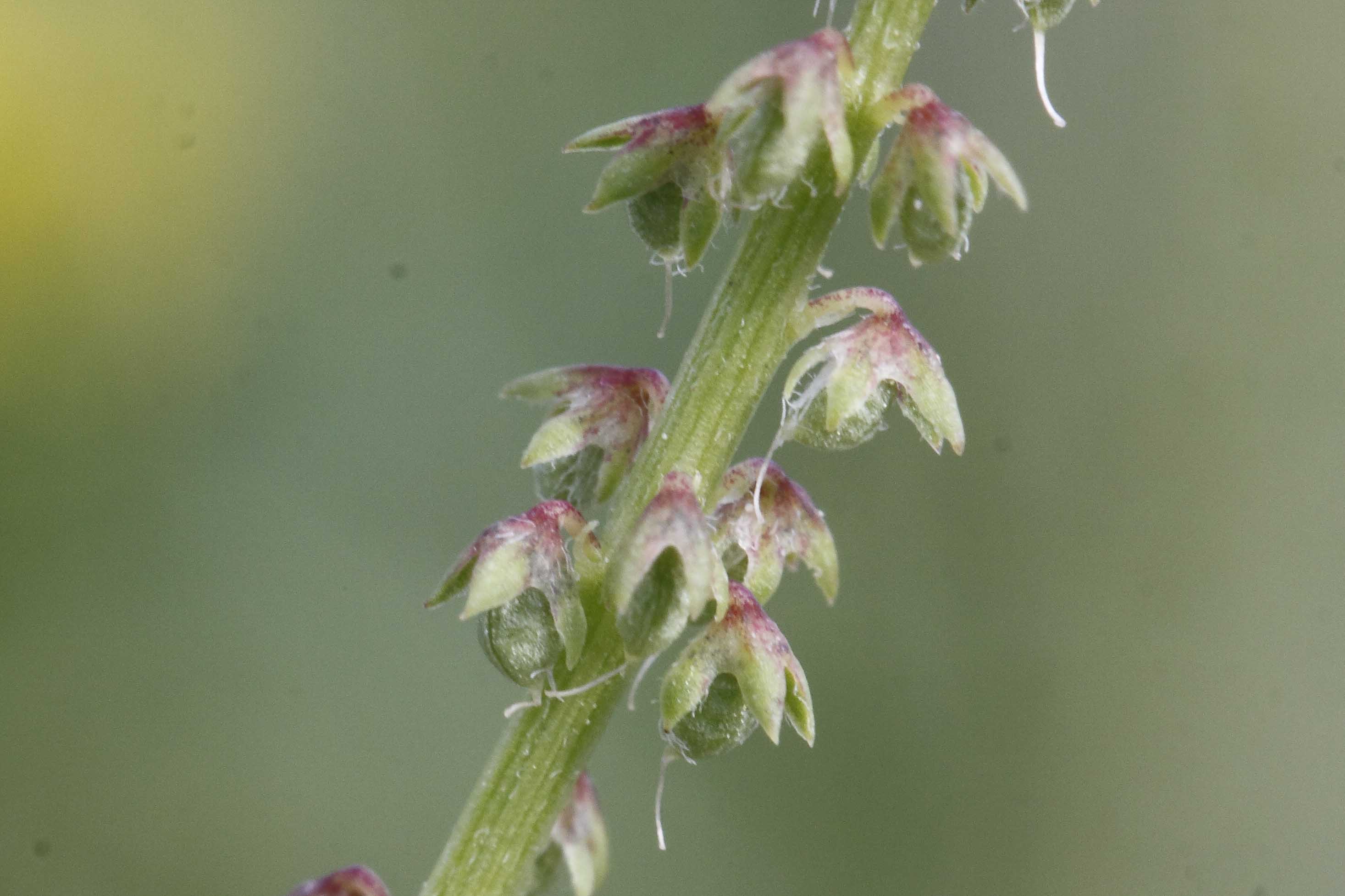 Leguminosa ...- Melilotus indicus (L.) All.