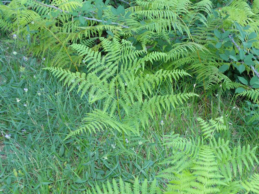 Pteridium aquilinum / Felce aquilina