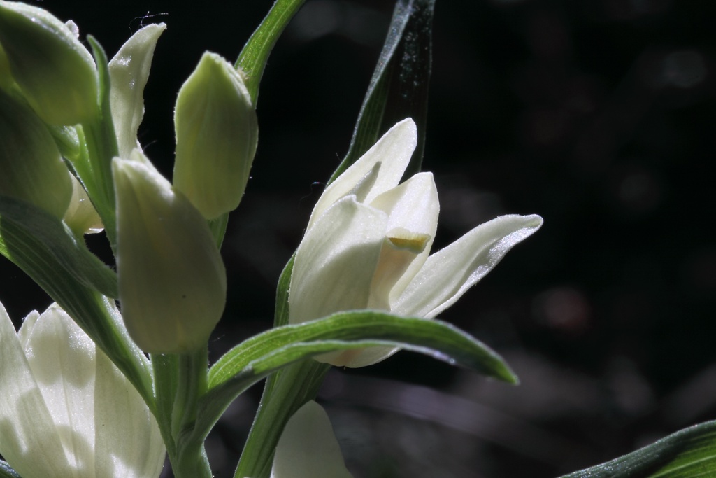 Cephalanthera