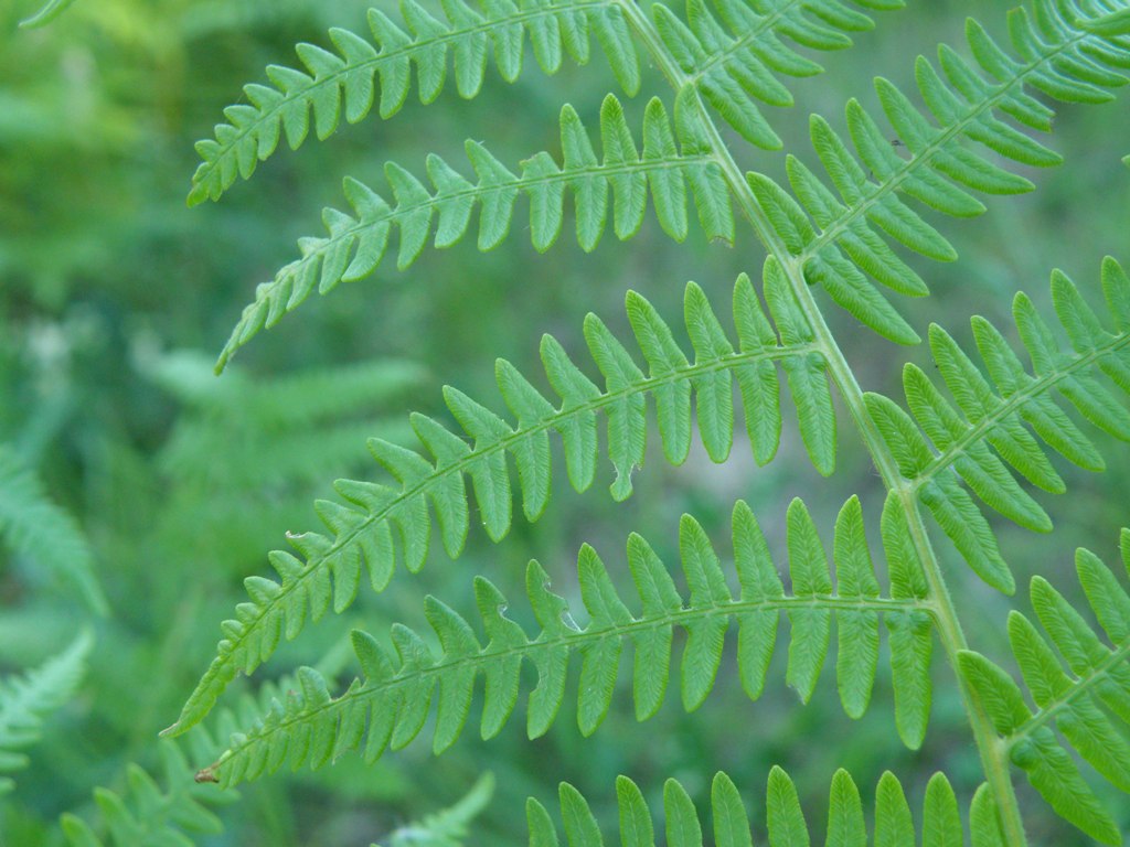 Pteridium aquilinum / Felce aquilina