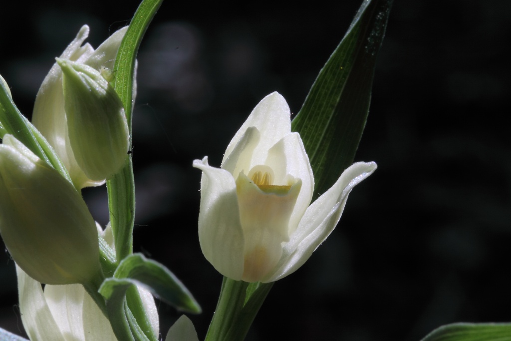 Cephalanthera