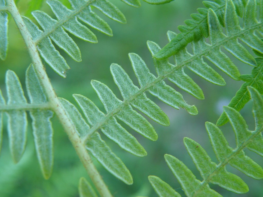 Pteridium aquilinum / Felce aquilina