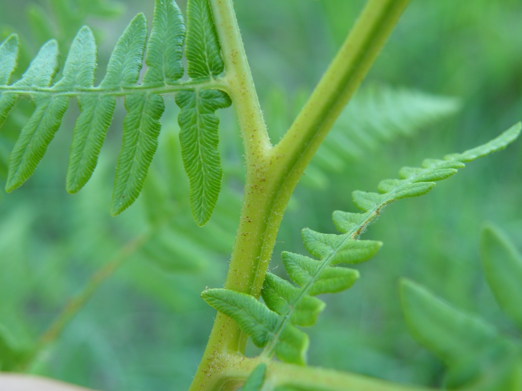 Pteridium aquilinum / Felce aquilina