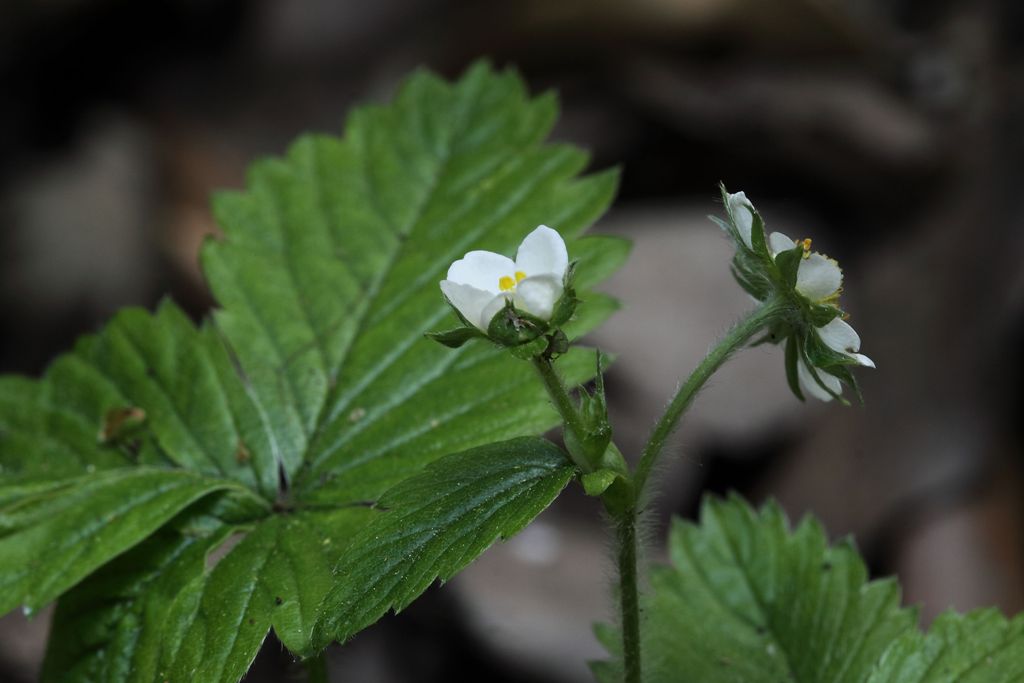 Fragraria viridis