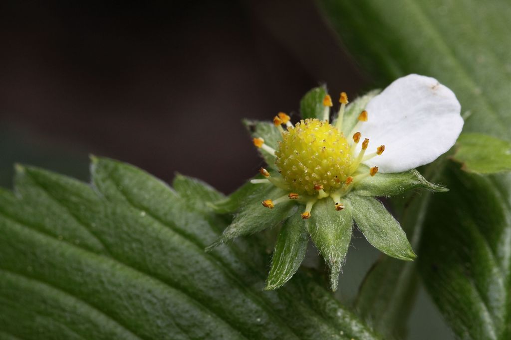 Fragraria viridis