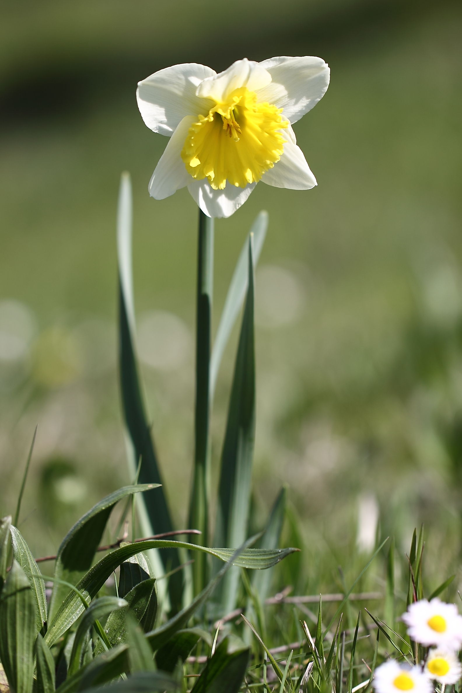 Fuggitivo ? Narcissus sp.