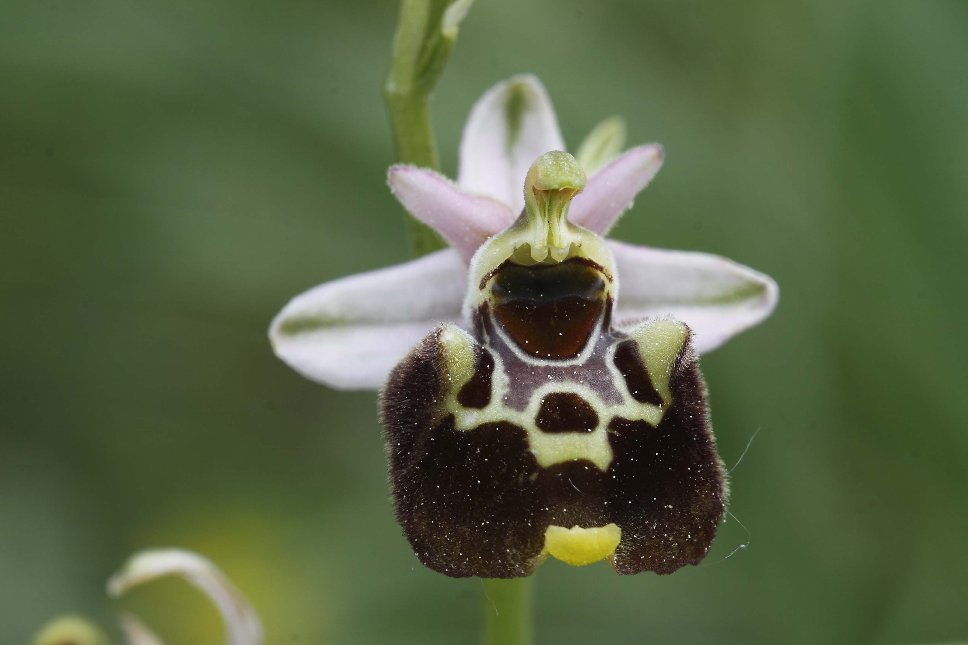 Ophrys ..