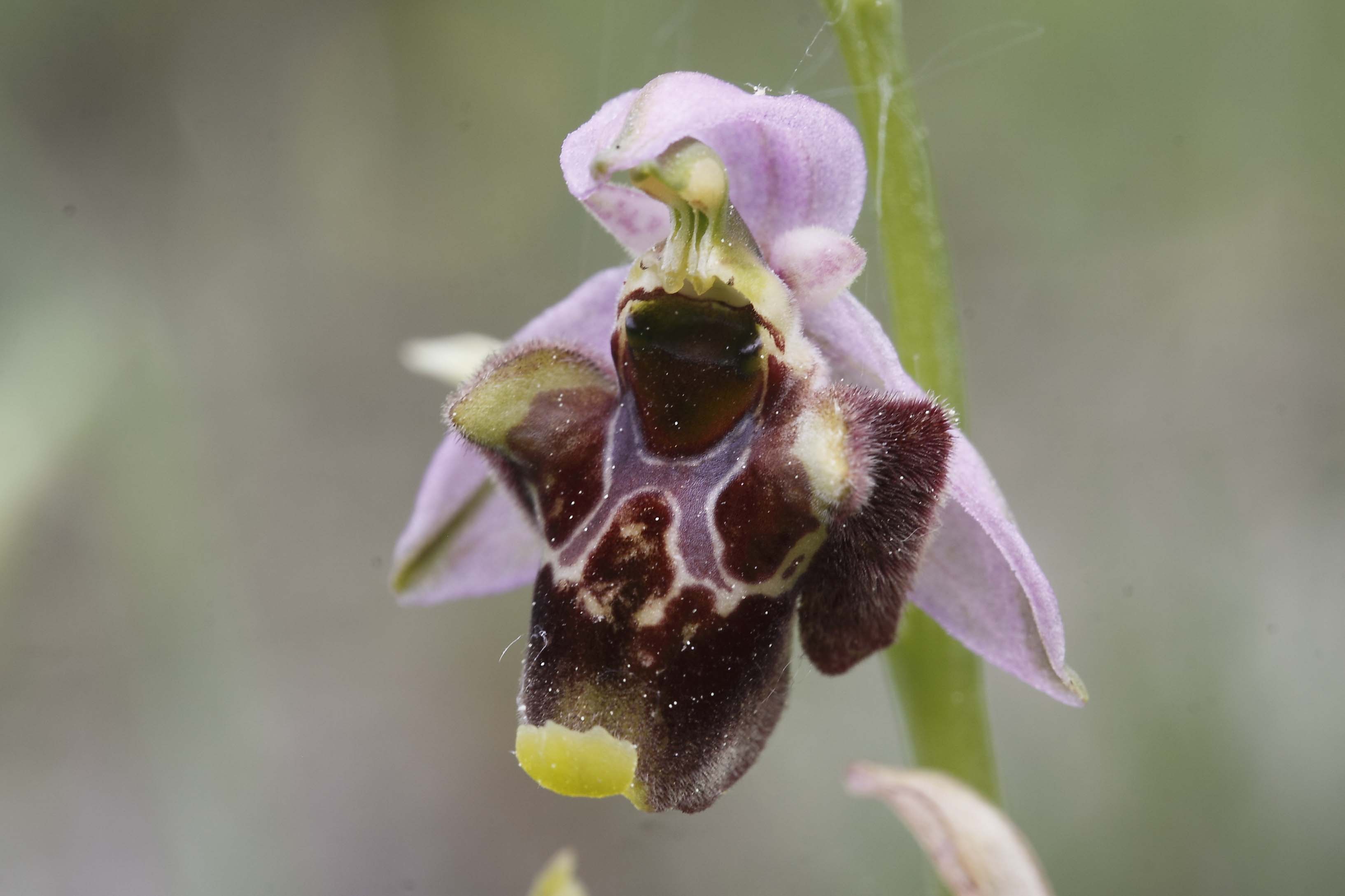 Ophrys ..