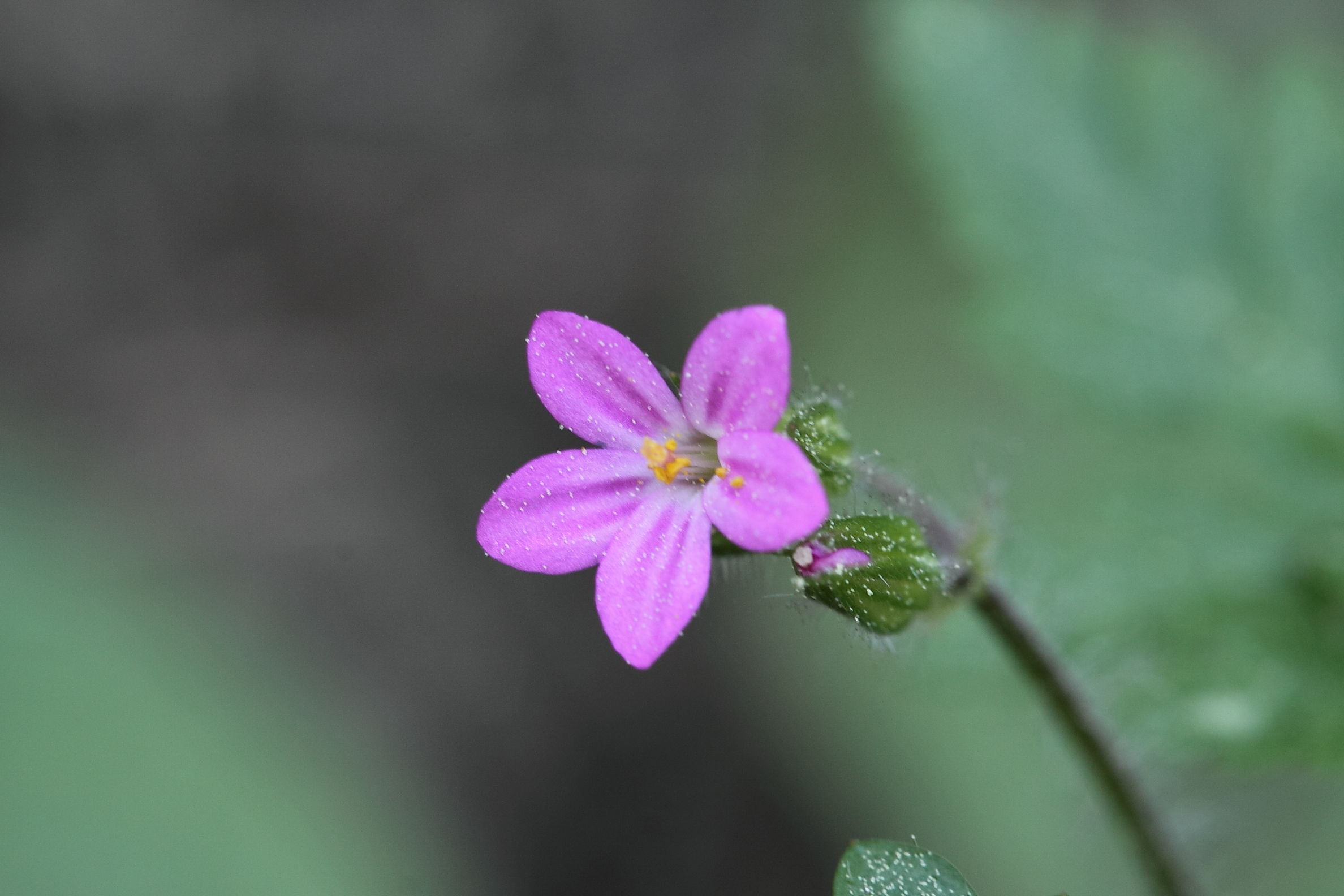 Geranium purpureum / Geranio purpureo