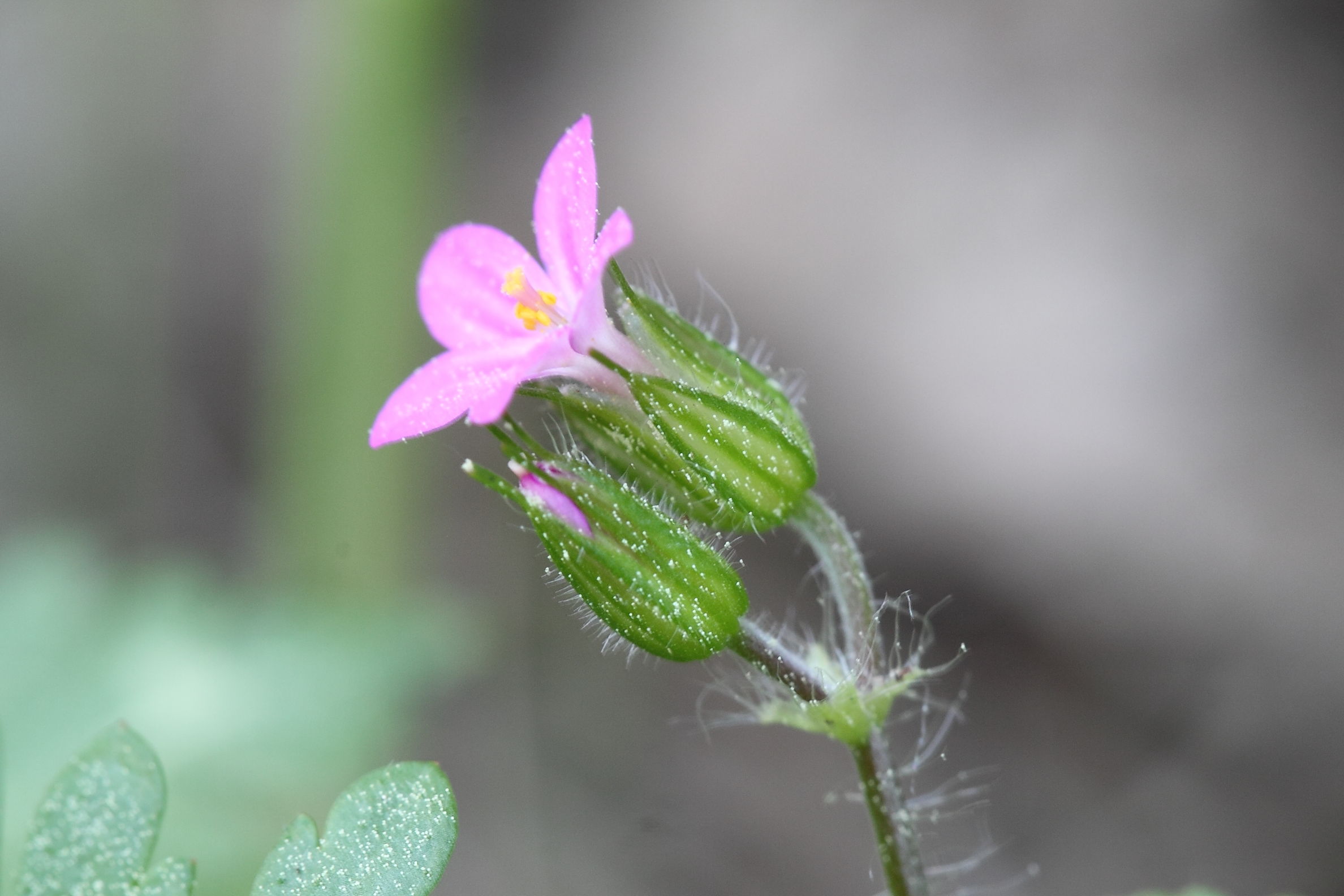 Geranium purpureum / Geranio purpureo