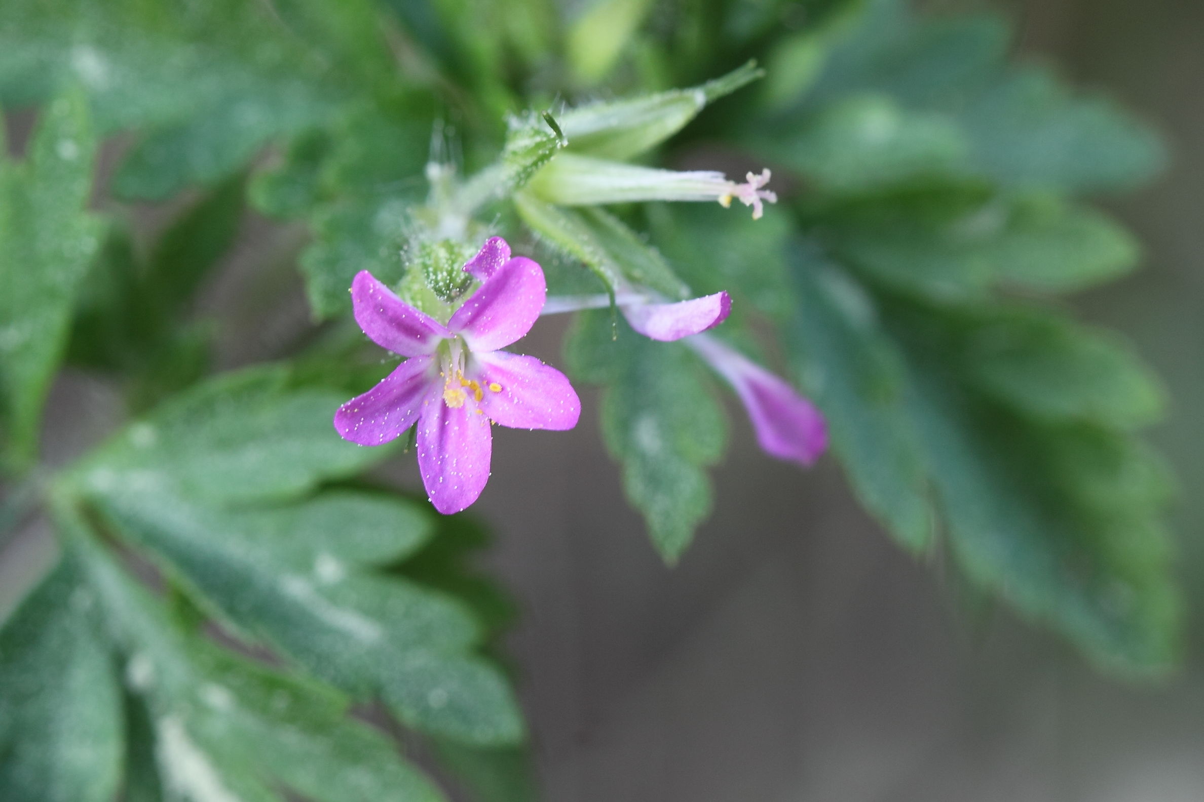 Geranium purpureum / Geranio purpureo