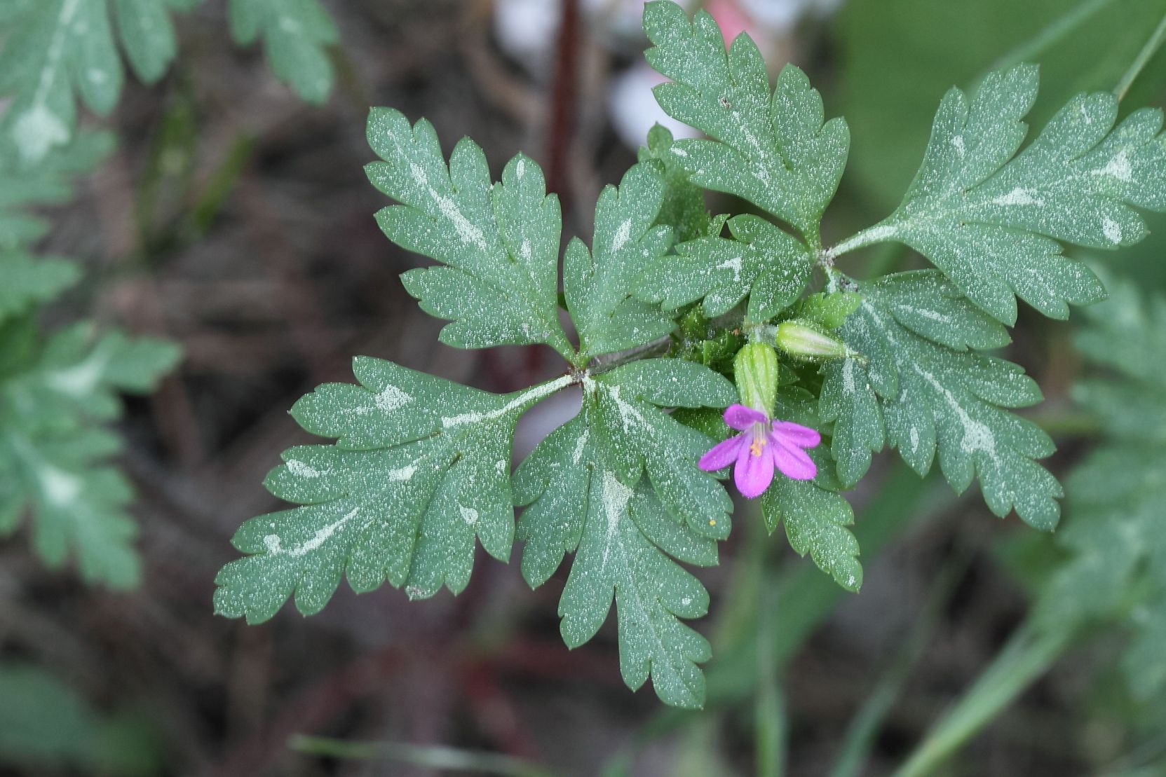 Geranium purpureum / Geranio purpureo