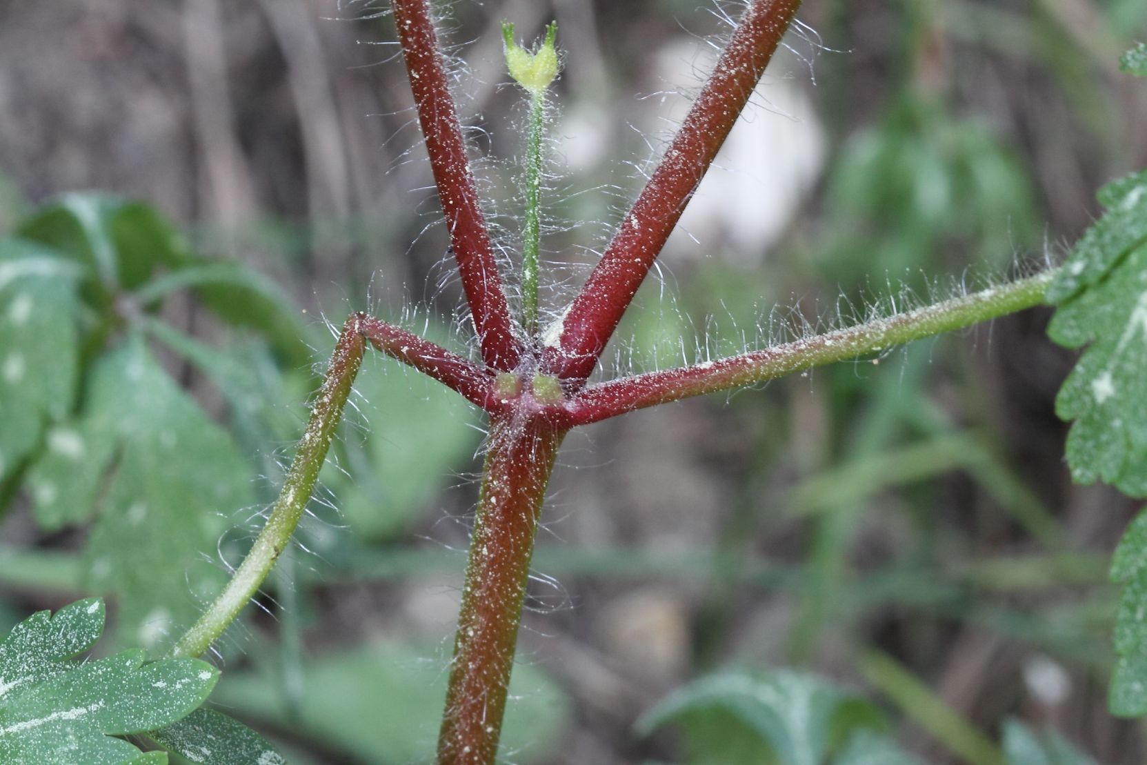 Geranium purpureum / Geranio purpureo